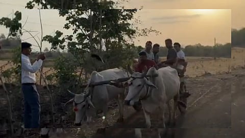 Narmadapuram Collector bullock cart ride