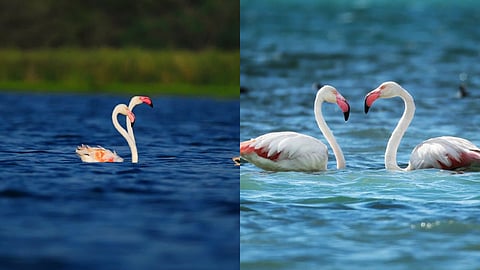 Nature's Unique Marvel in Nashik: Flamingos Arrive at Nandur Madhmeshwar in April—A Pink Spectacle at the Confluence.