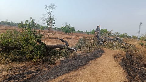 50 yr Old Mango Tree Burnt In Gondia