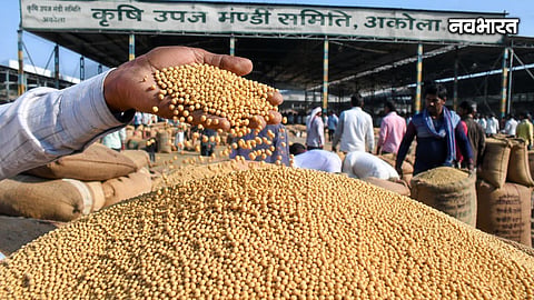 Akola Soybean Prices Increase To 7000 Per Quintal Farmers Plan Higher Sowing
