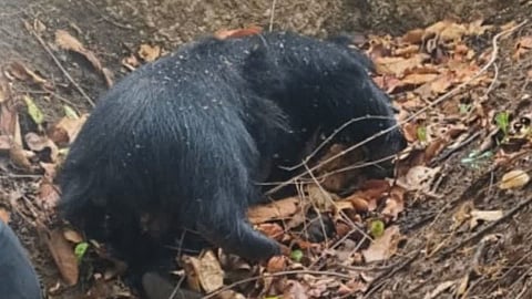bear death wildlife conflict koka sanctuary bhandara nntr