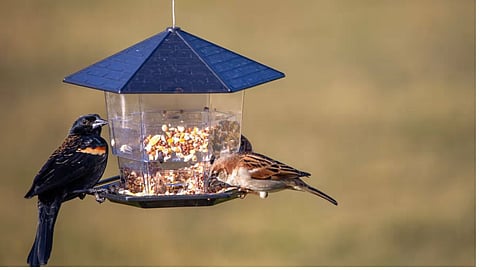 Bird Feeding Rules In Astrology