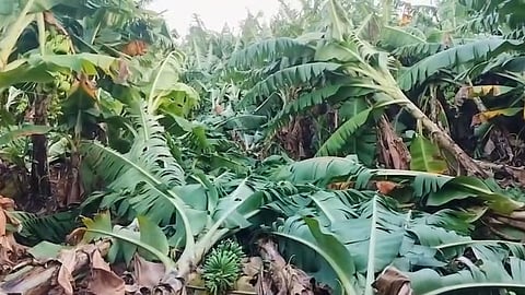 burhanpur-banana-crop-damage-maratha-seva-sangh-krishi-memorandum