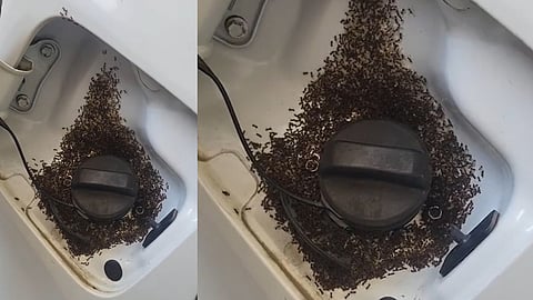 Ants attack car petrol tank E20 Petrol Tank Ants