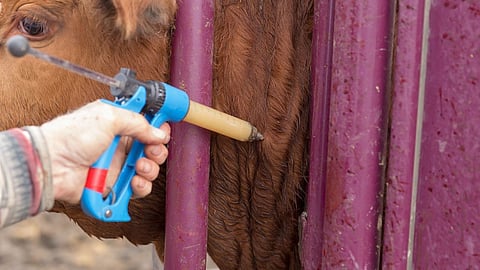 Cattle Vaccination In Wardha