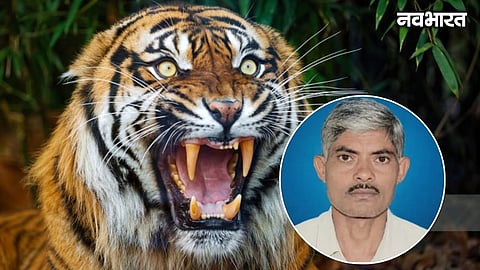 A 52-year-old shepherd was killed in a tiger attack in Nagbhid, Chandrapur। This marks the 21st wildlife fatality this year, sparking fear and anger among locals