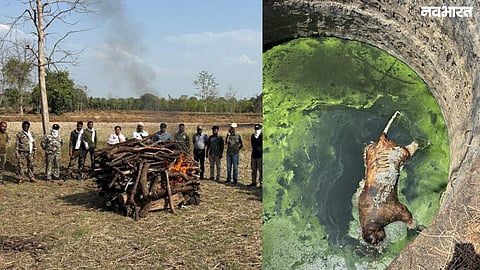 In Chandrapur, a tiger mauled shepherd Dilip Nanaware to death in Chimur, while a 1-4 year old male tiger drowned in a 30-feet deep well in the Sindewahi area.