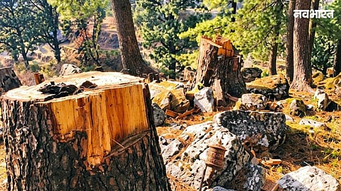 Illegal tree cutting is depleting green cover in Chhatrapati Sambhajinagar. AMC filed 5 FIRs and collected 1.75 lakh fine in 3 cases following just 8 official complaints.