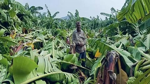 akola banana crop damage storm farmers demand compensation