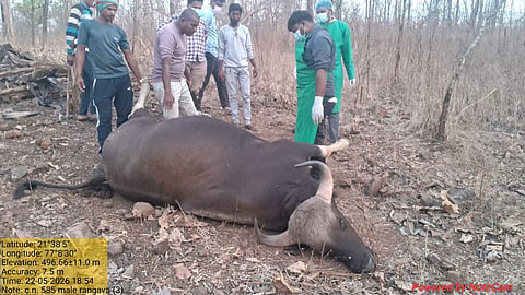 Dharni Tehsil Wildlife Poisoning Case Investigation