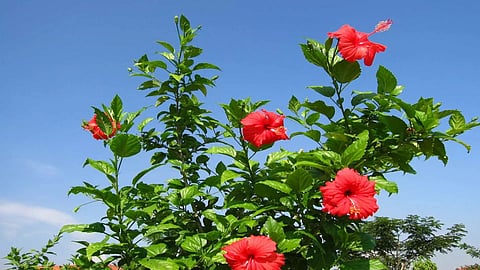 How To Increase Flowers In Hibiscus Plant
