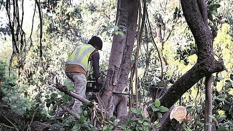 Chhatrapati Sambhajinagar Illegal Tree Cutting Complaints Filed