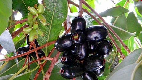 Jamun For Digestion And Immunity