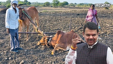 latur farmer sick bull controversy cm devendra fadnavis statement new orders
