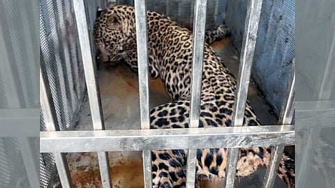 Leopard Rescued In Gondia