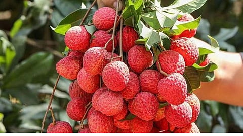 Empty Stomach Lychee Dangers