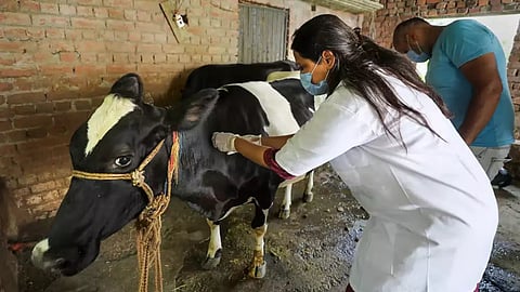 bhandara livestock vaccination drive monsoon animal disease prevention