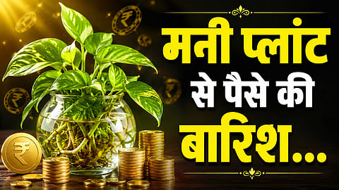 Money plant vastu tips for Finacial prosperity, Money Plant for dhan labh