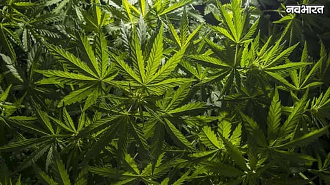 mumbai airport customs seizes hydroponic weed worth 2 crore bangkok smuggler