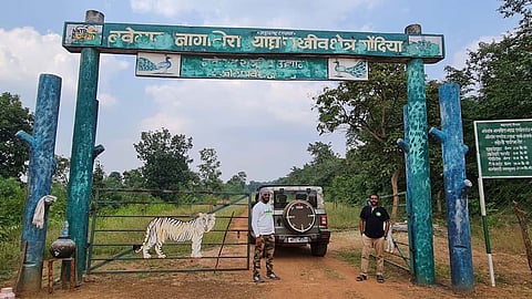 navegaon nagzira tiger reserve jungle safari tourists june 2026