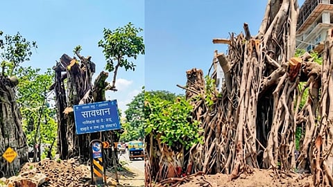 Cut banyan trees on Nashik's Gangapur Road show signs of life again as new leaves sprout following an interim stay order by the National Green Tribunal.
