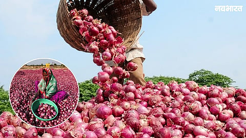 Onion procurement in Nasik faces delays with only 3 of 18 NCCF centers active. Issues with bank guarantees and software pose a threat to the June 30 target.