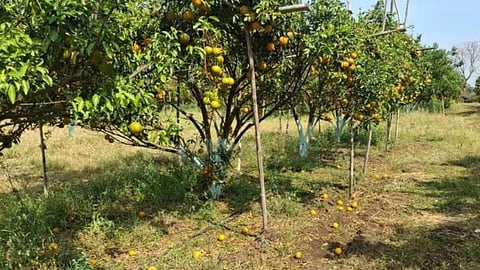 warud hailstorm orange mosambi farmers demand compensation maharashtra