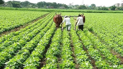 organic farming need of time rising farming costs sakoli