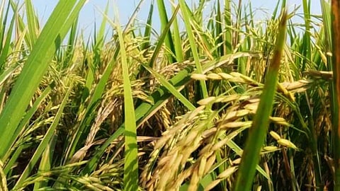 bhandara paddy registration record farmers payment pending
