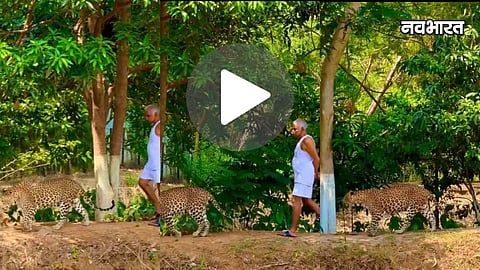 dr prakash amte morning walk with leopard shera in hemalkasa viral video
