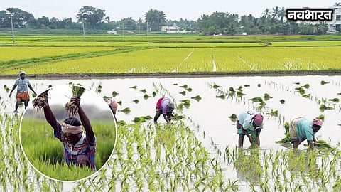 Over 3.15 lakh farmers in Pune district to receive loan waiver benefits worth 2,102.90 crores under the Punyashlok Ahilyadevi Holkar scheme, confirms PDCC Bank.