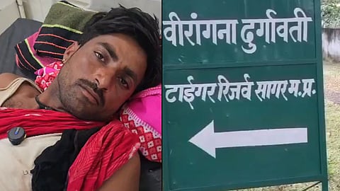 Young man attacked by tiger while collecting fodder in Sagar district