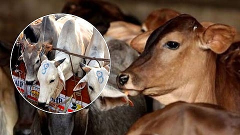 Chhatrapati Sambhajinagar crime branch detained a meat trader from Khokadpura under the Maharashtra Animal Preservation Act following a raid in City Chowk.