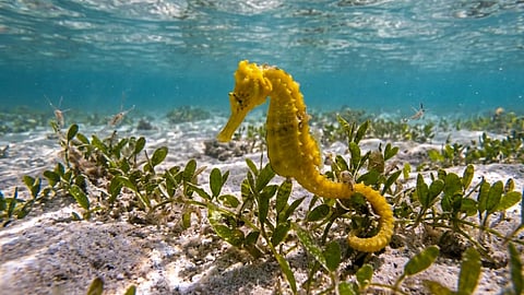 Ratnagiri Seahorse Rescue Ghost Fishing Nets