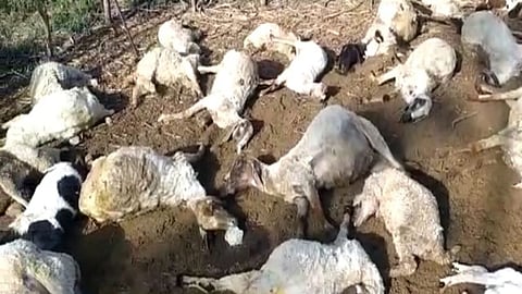 akola patur 80 sheep death mysterious disease livestock loss