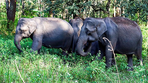Chingi Village Wild Elephant Attack Two Old Couple Died By Elephants In Madhya Pradesh Breaking News