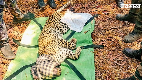 A 5-year-old injured male leopard that caused panic for 5 days in Thane's Wagle Estate was successfully tranquilized and captured by SGNP and forest officials.