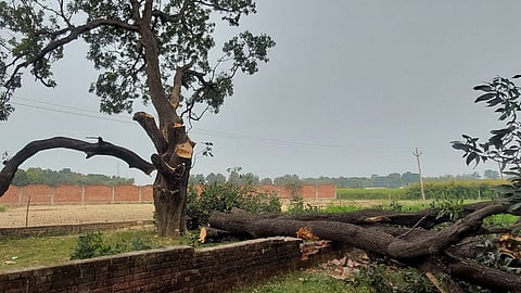 sakoli tree cutting case farmers accept responsibility forest department investigation