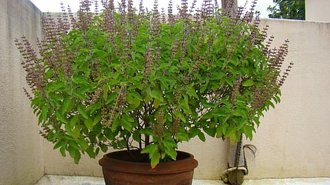 Tulsi Dry Leaves Astrology Remedy