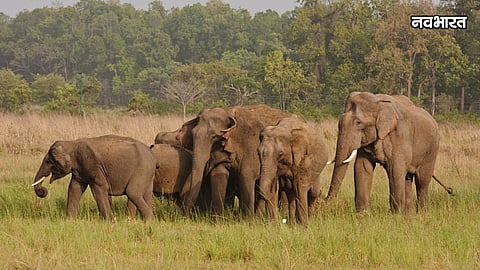 30 wild elephants reach tadoba tiger reserve buffer zone red alert issued