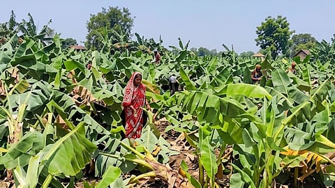 Storm Wreaks Havoc in Akola: Crops Destroyed, Power Supply Disrupted; Farmers Suffer Heavy Losses