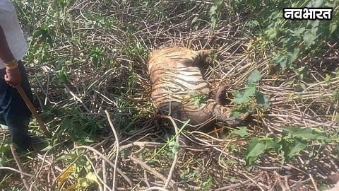 Chandrapur Wildlife Update: Tiger died about 6 days ago! Search operation launched in Pombhurna forest following the detection of a foul odor.