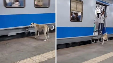 A dog chased a passenger standing at a train door, and social media users jokingly called it the "Dogesh Police Force" on duty.