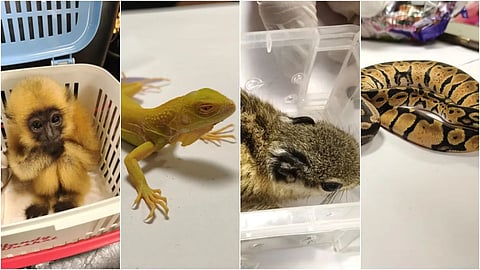 Exotic Animals Smuggling At Mumbai Airport