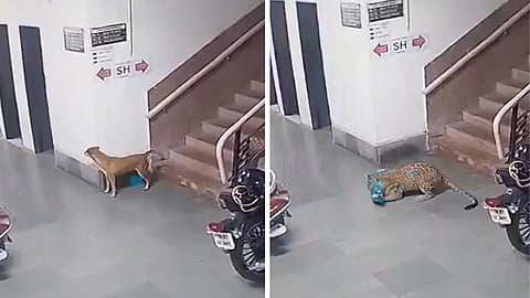 A leopard killed a stray dog inside the IIT-Bombay campus, and the CCTV footage has raised safety concerns among students and staff.