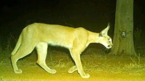 Caracal Spotted in Kuno National Park