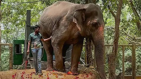 Madhuri Elephant Nandani Return