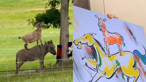 A viral video of a goat riding a donkey while eating leaves reminded social media users of Majnu Bhai’s famous painting from Welcome.