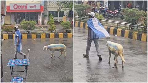 A sheep dyed in Argentina’s colours has gone viral online, sparking both amusement and concern among social media users.