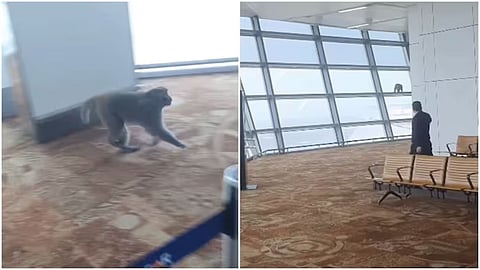 A monkey entered Delhi Airport's Terminal 3 boarding area, triggering a viral video and humorous reactions online.